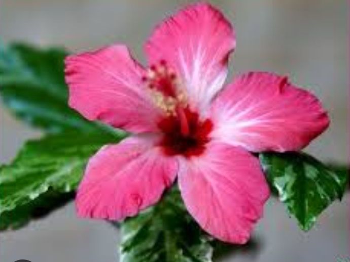 Гибискус взрослый