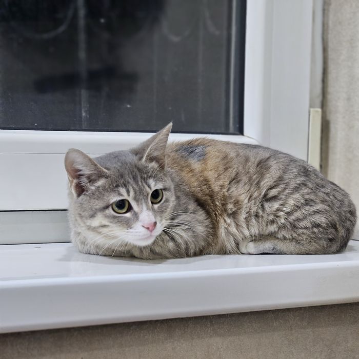 Кошечка Тиша ищет дом. Ташкент!