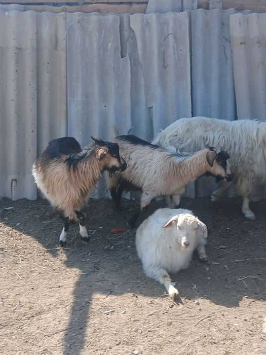 Козы с казлятами 55000