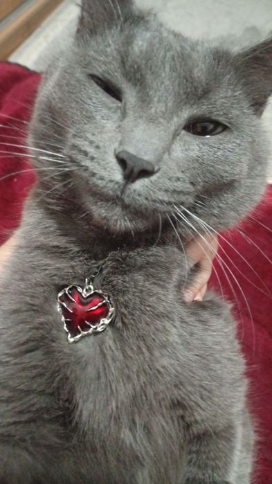 Продается руско голубая кошка