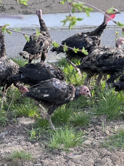 Күрке балапандар