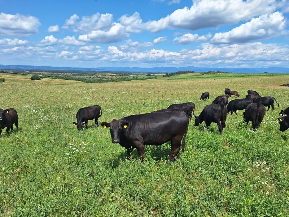 Juninci Aberdeen Angus