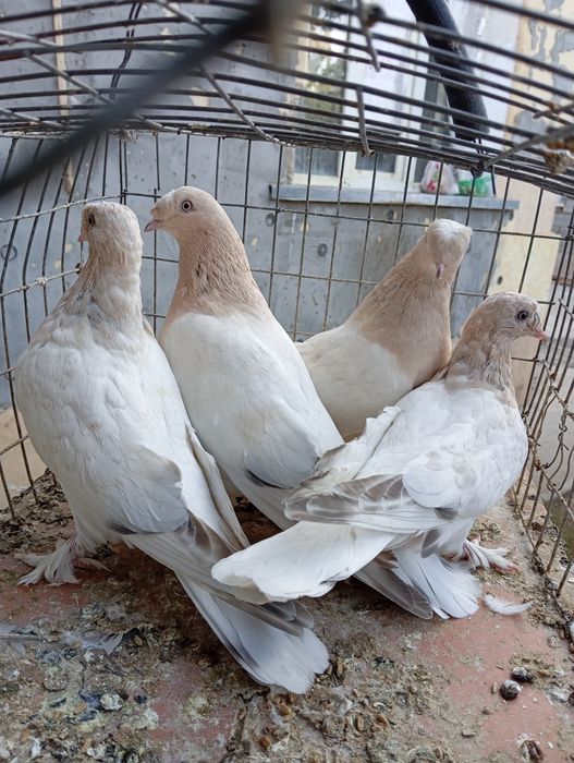 Голуби турецкая такла