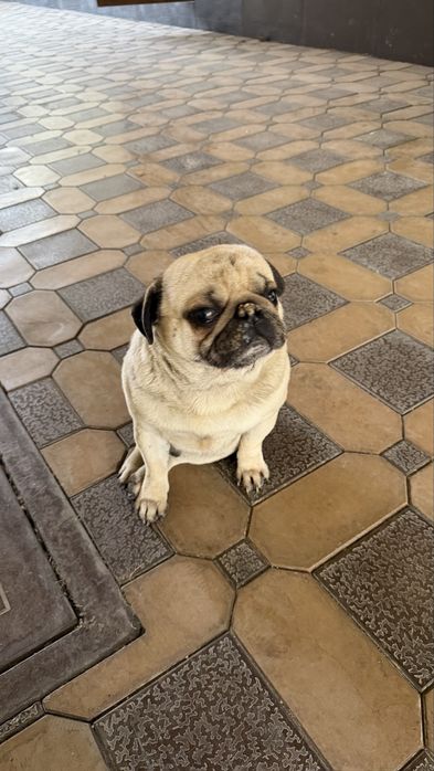 Продается собака Мопс