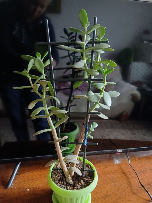 Меняю или продам