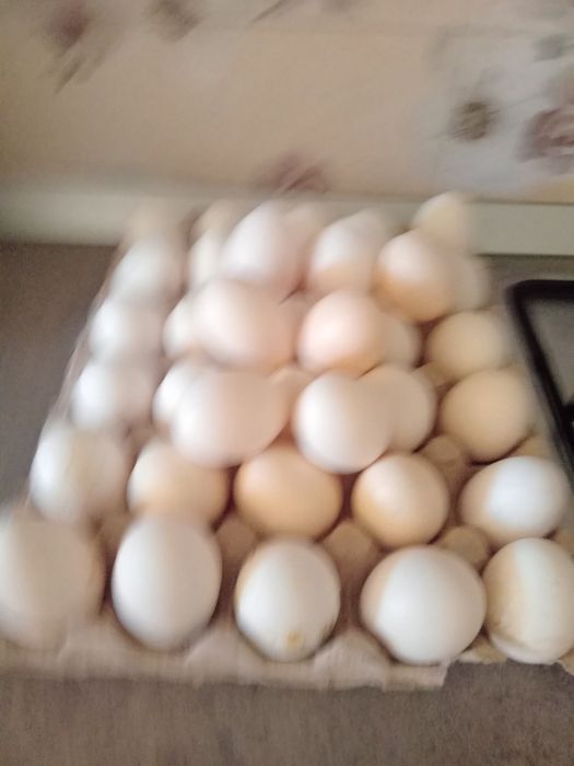 Ouă de găini italiene ptr incubat.