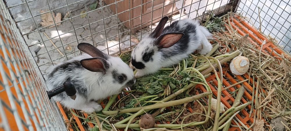 Кольчата 2 месяца