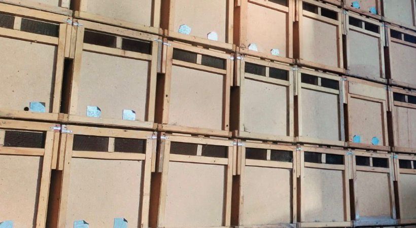 Пчелопакеты 2026 — старт продаж!