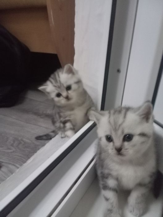 Чистокровные котята,мальчики