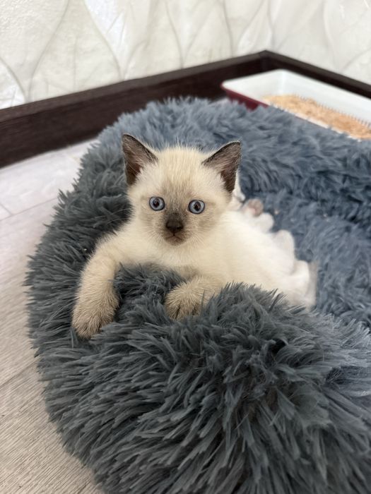 Британские котята