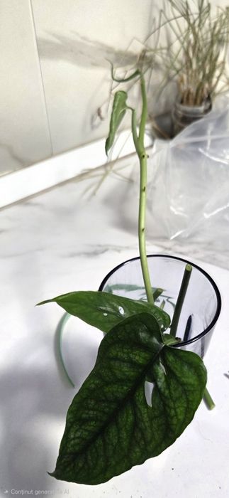 Monstera Dubia, siltepecana Alocasia