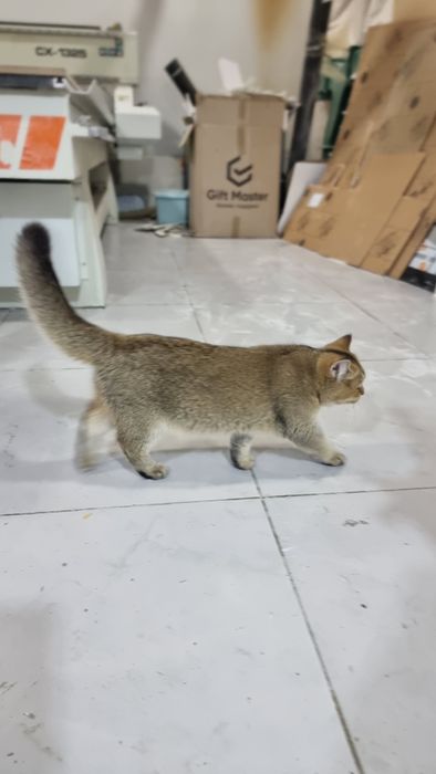 Кошка, Британская короткошерстная  цвет NY25