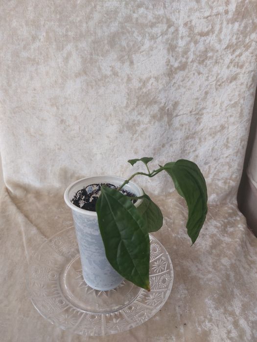 Цветок Клеродендрум