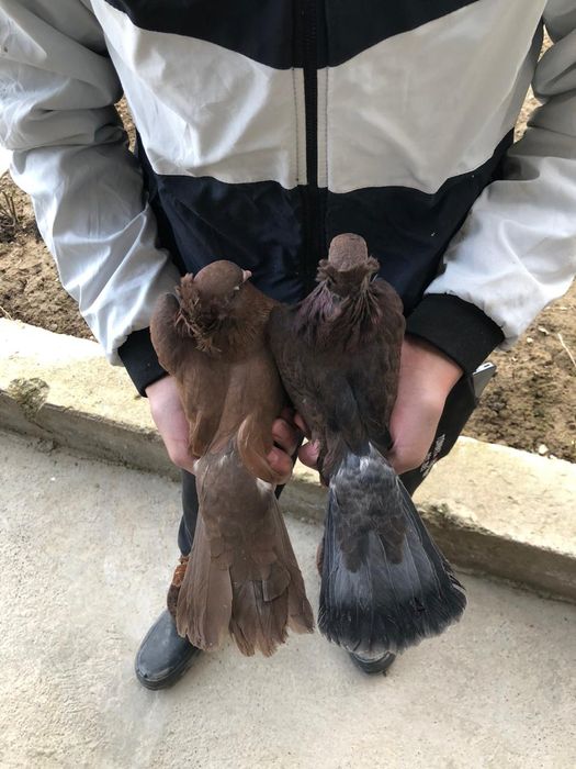 Голуб 2.000 голуби кептер