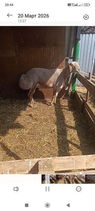 Кочкар арашан продам