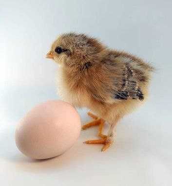 Инкубатор хизмати