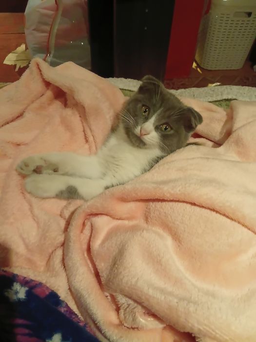 Отдам котенка веслаухого