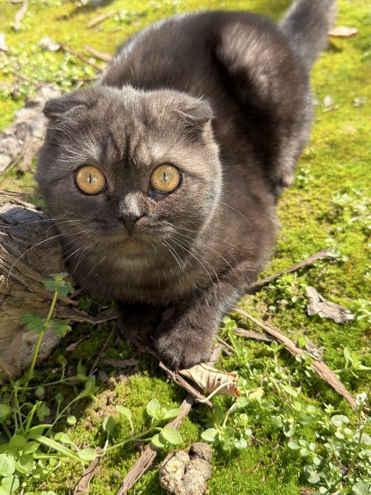 отдам даром в хорошие руки