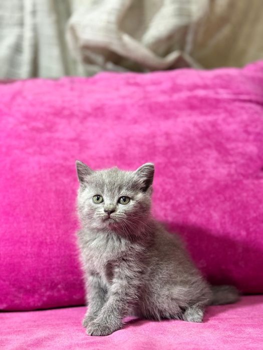 Продам котят британцев