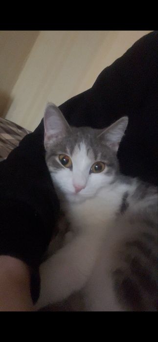 Кошка девочка за хорошие руки