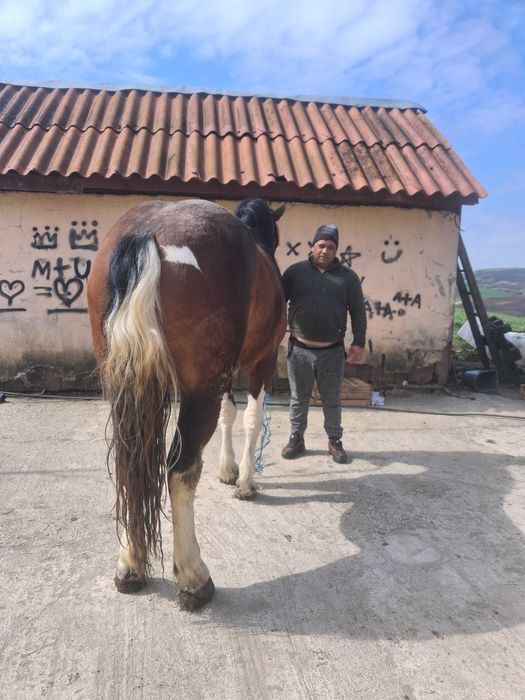 Manză de 2 ani gestanta