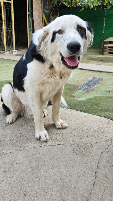 Бруно търси своя дом!