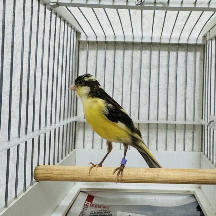 -4 oylik moda Kanareyka sotiladi