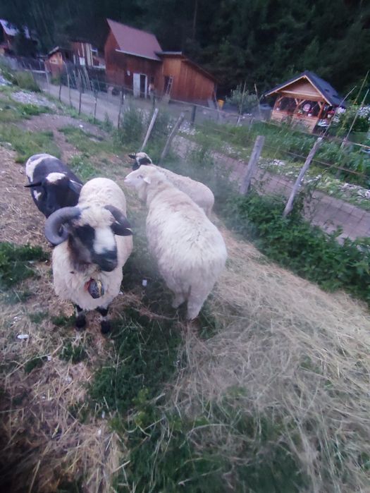 Vând 2 berbeci unul de 1 an și unul de 2 ani