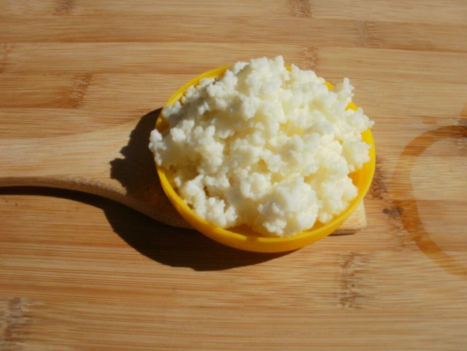 Жива Тибетска кефирена гъба за млечен кефир