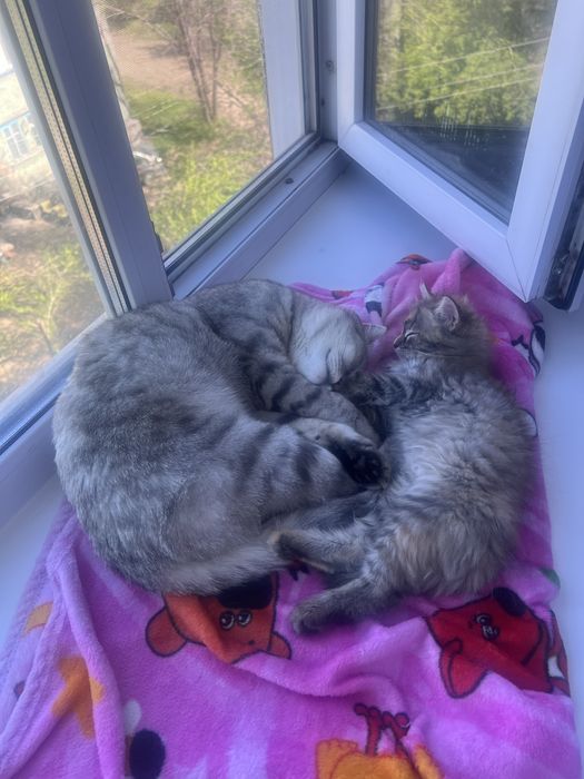 Отдам котенка в добрые руки