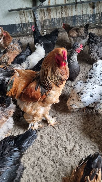 Oua  de incubat de la aceste găini