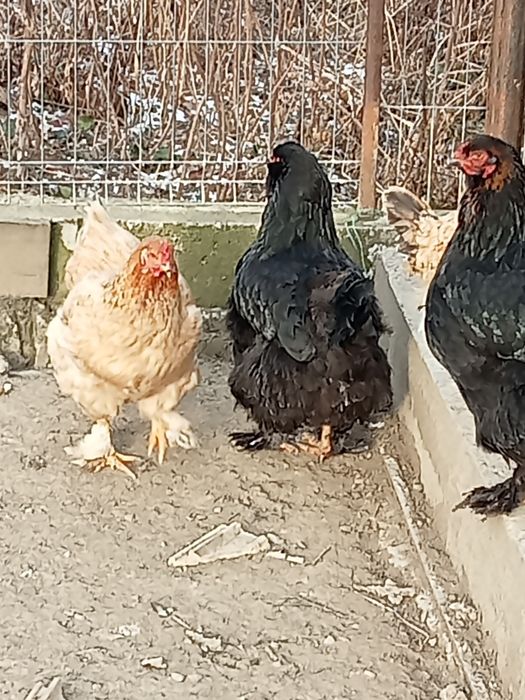 Găini frumoase de curte