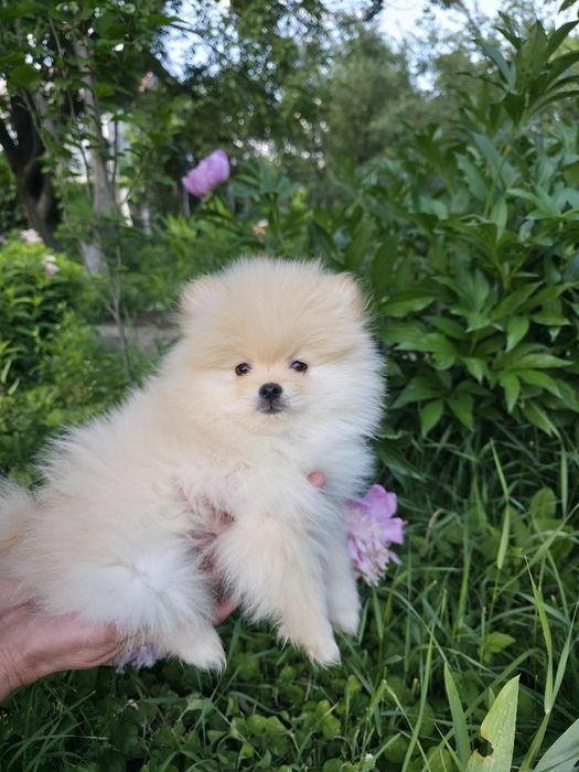 Померанский шпиц