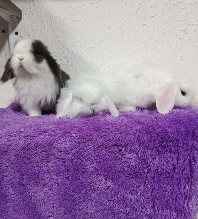 Продаются декоративные кролики (карлики)