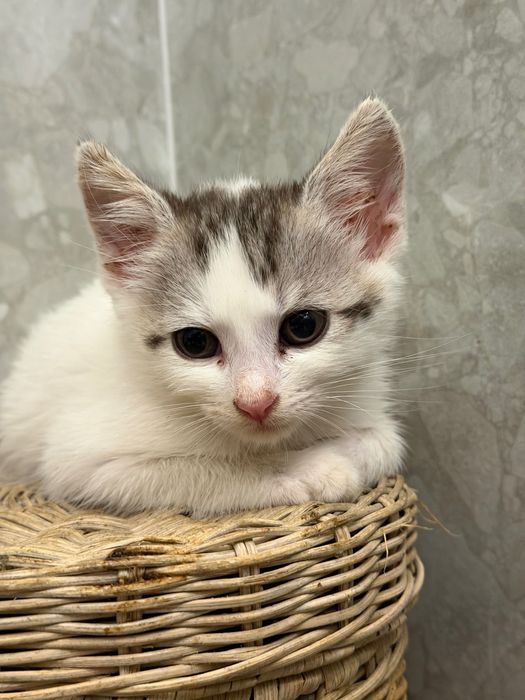 Puiuți de pisică pentru adopție