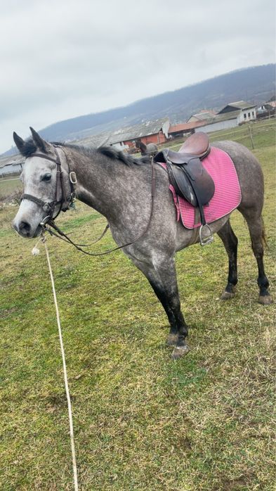 Iapa pur sange arab de vanzare