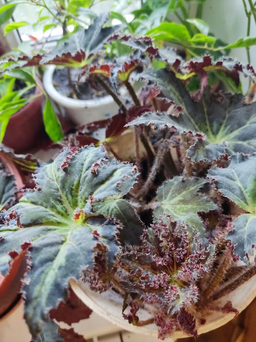 Продам цветы комнатные.