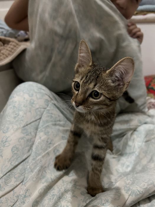 Котенок.Марғау мальчик