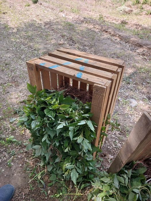 Продам саженцы малины