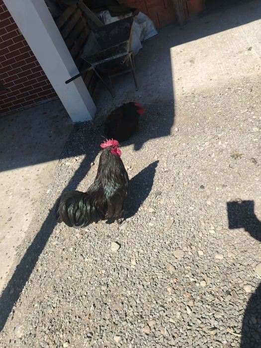 Vând pui Australorp