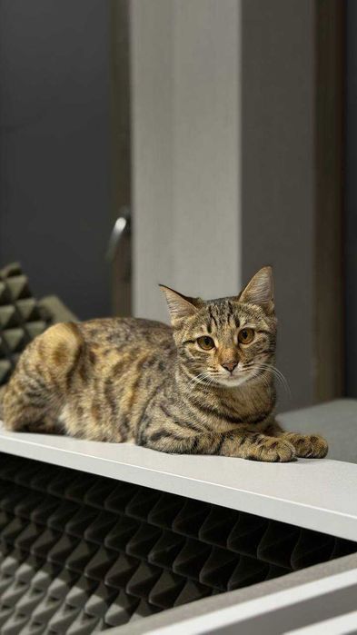 Кошечка ищет дом, отдам даром!