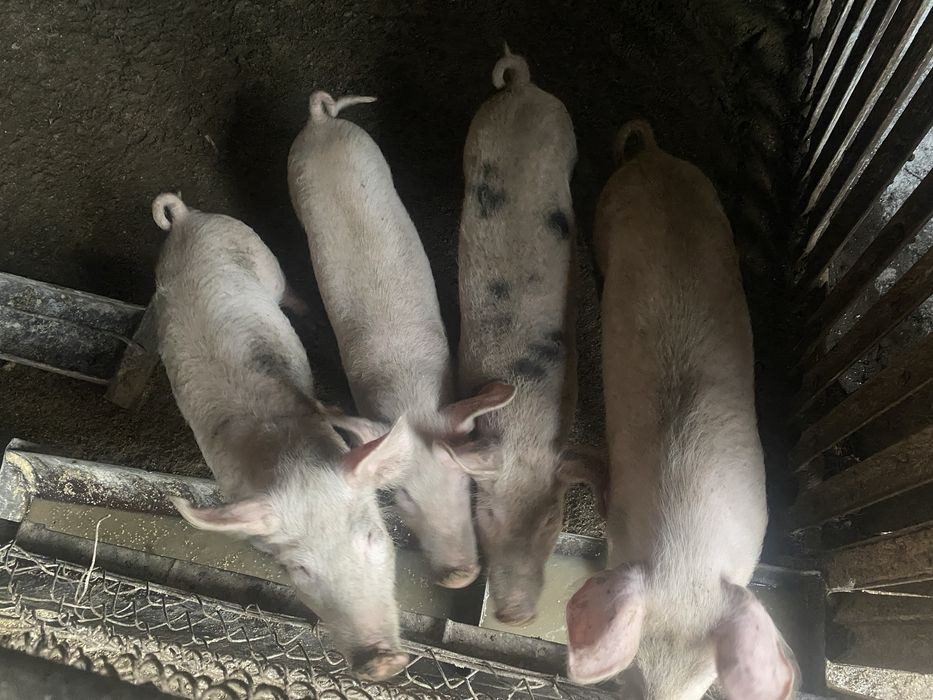 Мъжки и женски малки прасенца Силистра - Русе