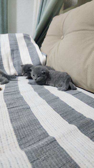 Готовиться к продаже котята