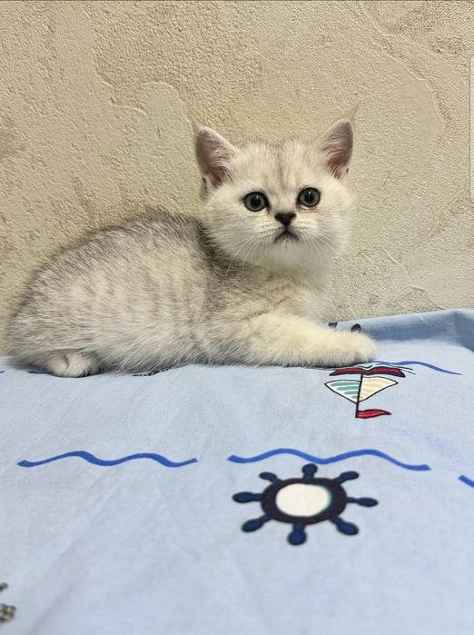 Котята серебристой шиншилы: 100 у.е. - Mushuklar Toshkent на Olx