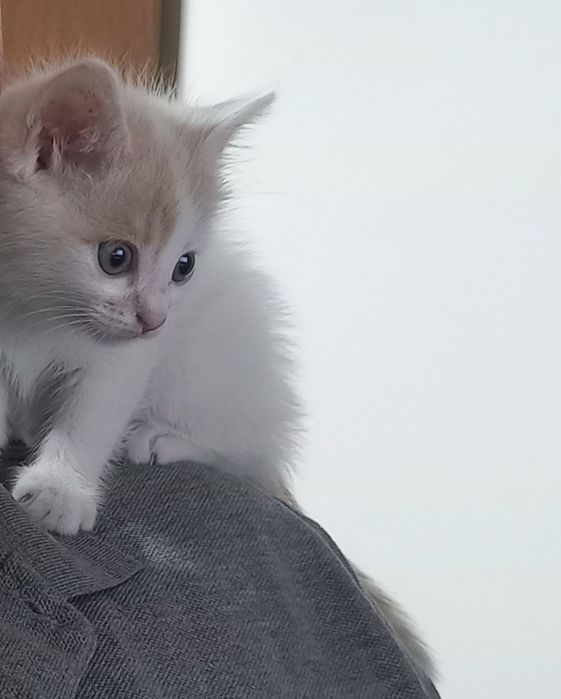 Котёнок девочка в добрые руки