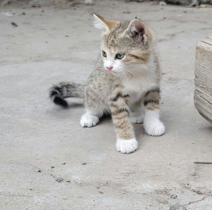 Отдадим котят в хорошие добрые руки