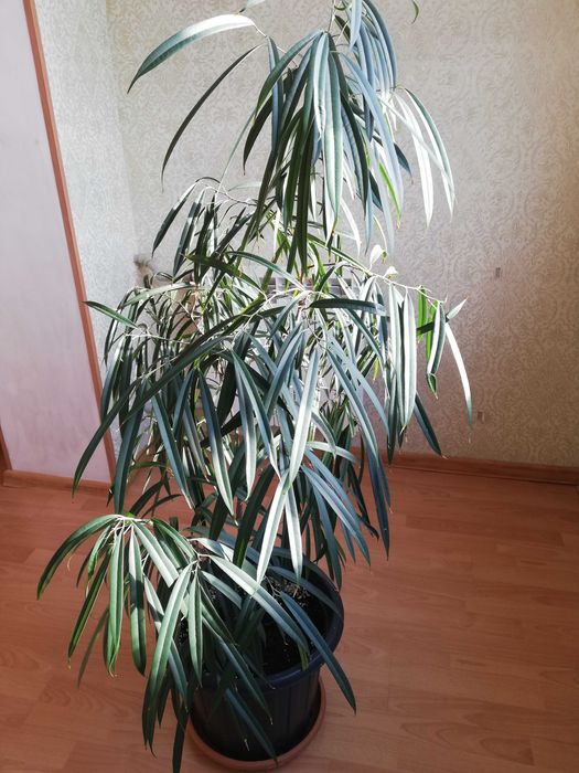 Комнатный цветок, фикус али