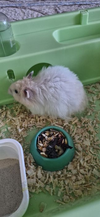 Отдам хомяка сирийца в добрые руки