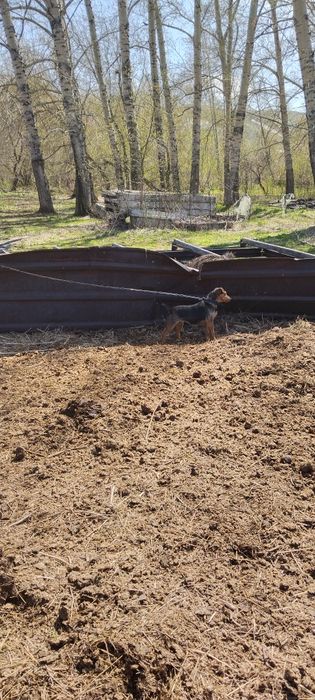 Продам Ягтериера