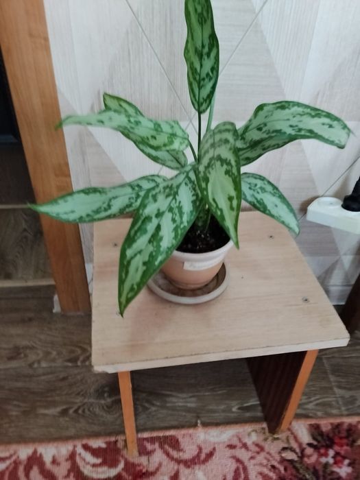 Комнатные цветы продам